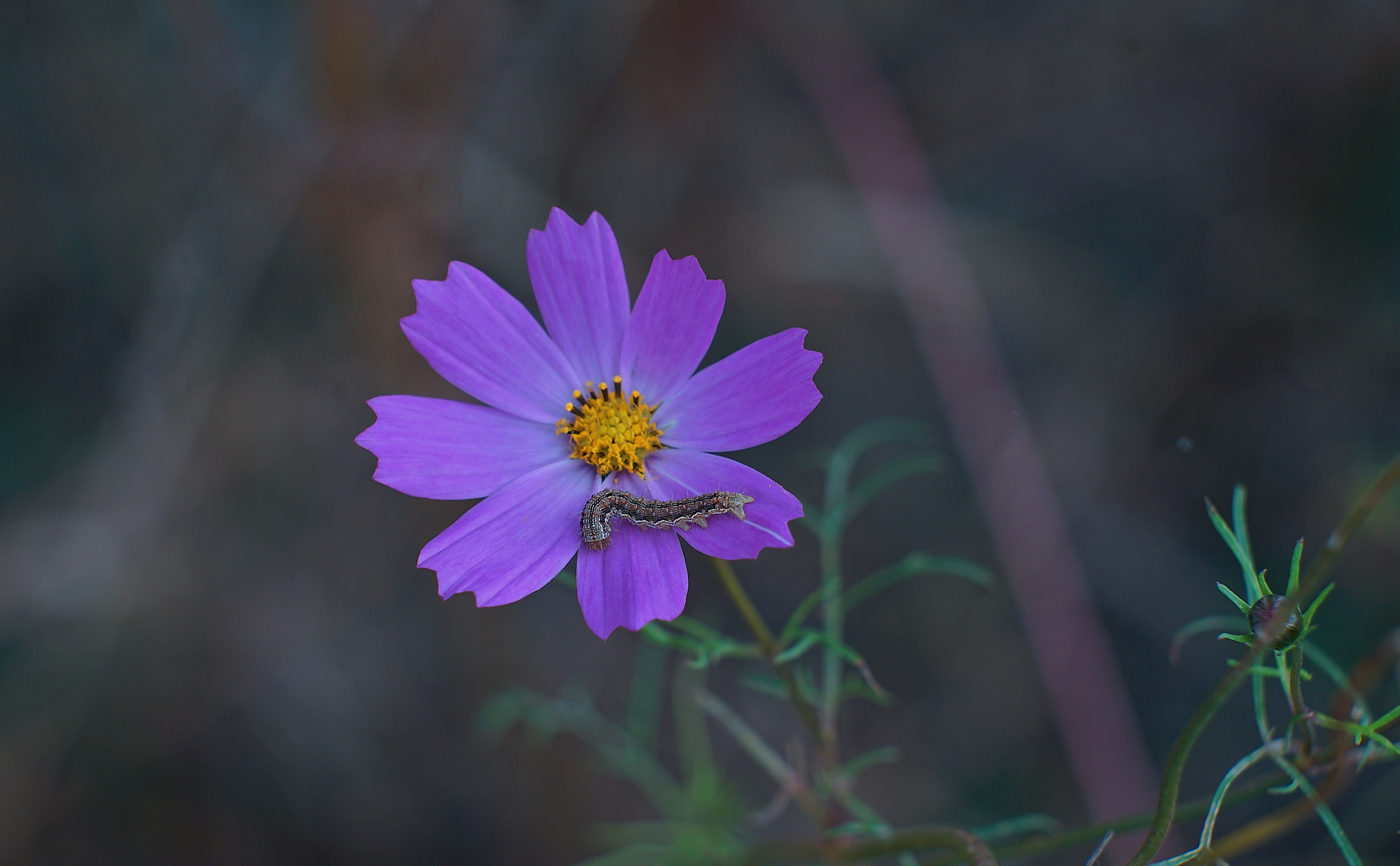 那些花儿
