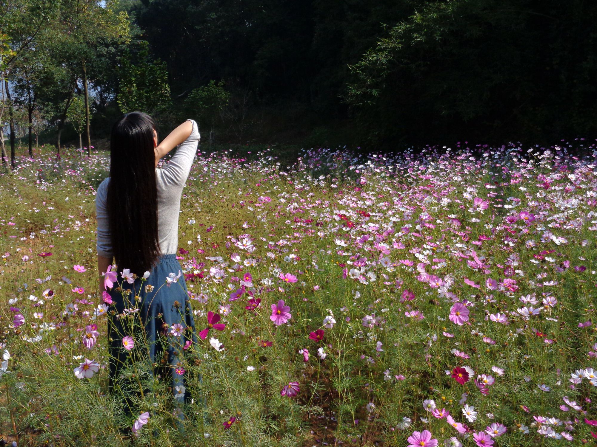 格桑花开