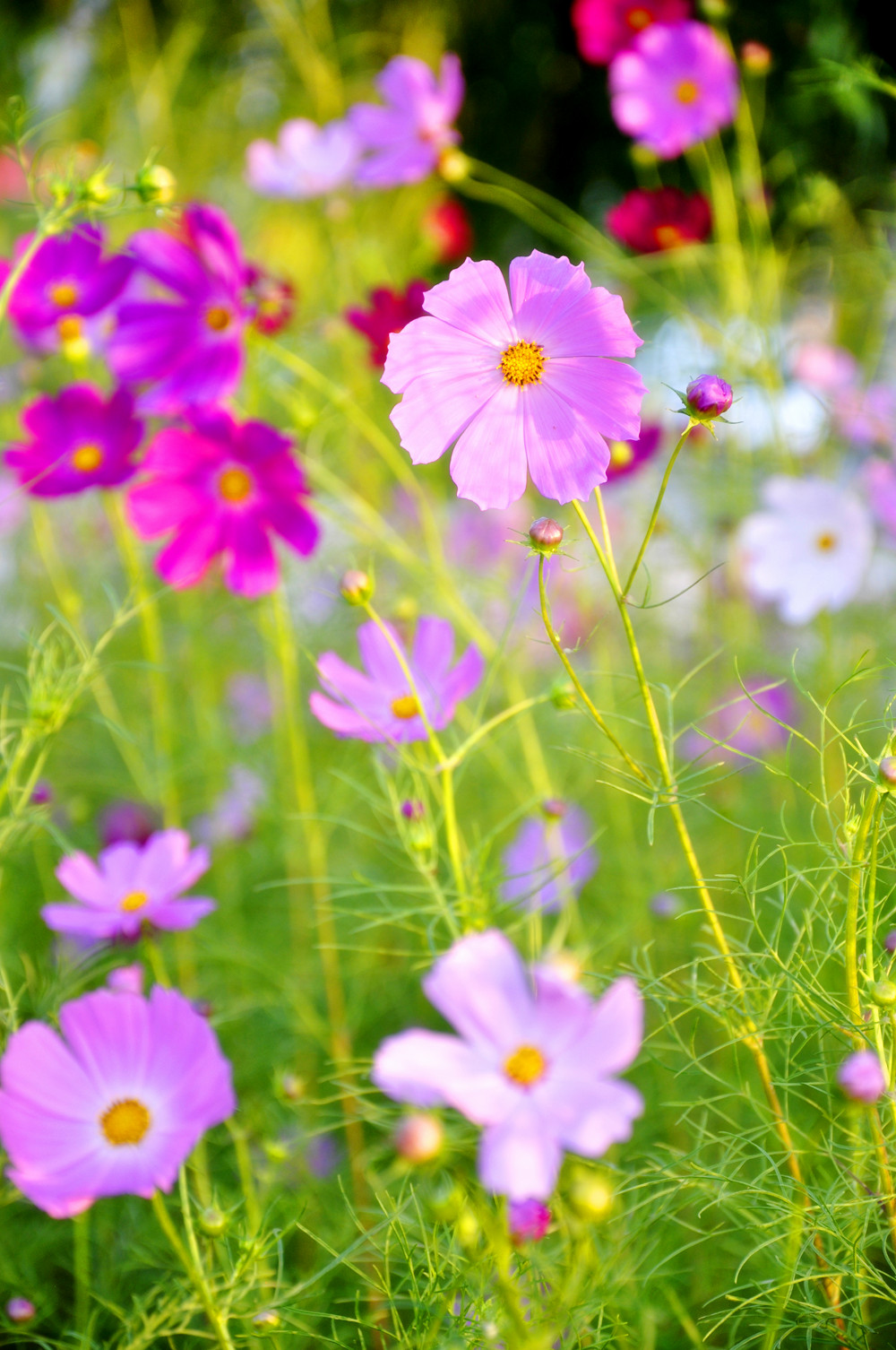 大美格桑花