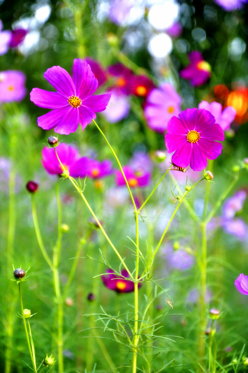 大美格桑花