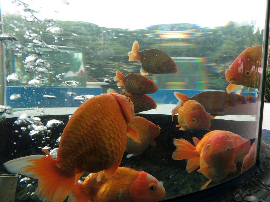 【观赏鱼摄影图片】广州动物园生态摄影