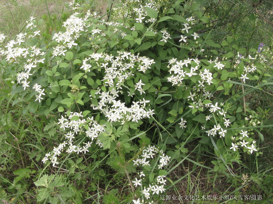 东北野花草