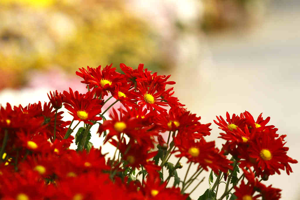 水上菊花