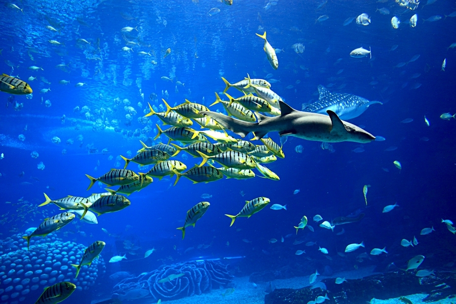 【精彩的海洋世界摄影图片】珠海长隆生态摄影_太平洋电脑网摄影部落