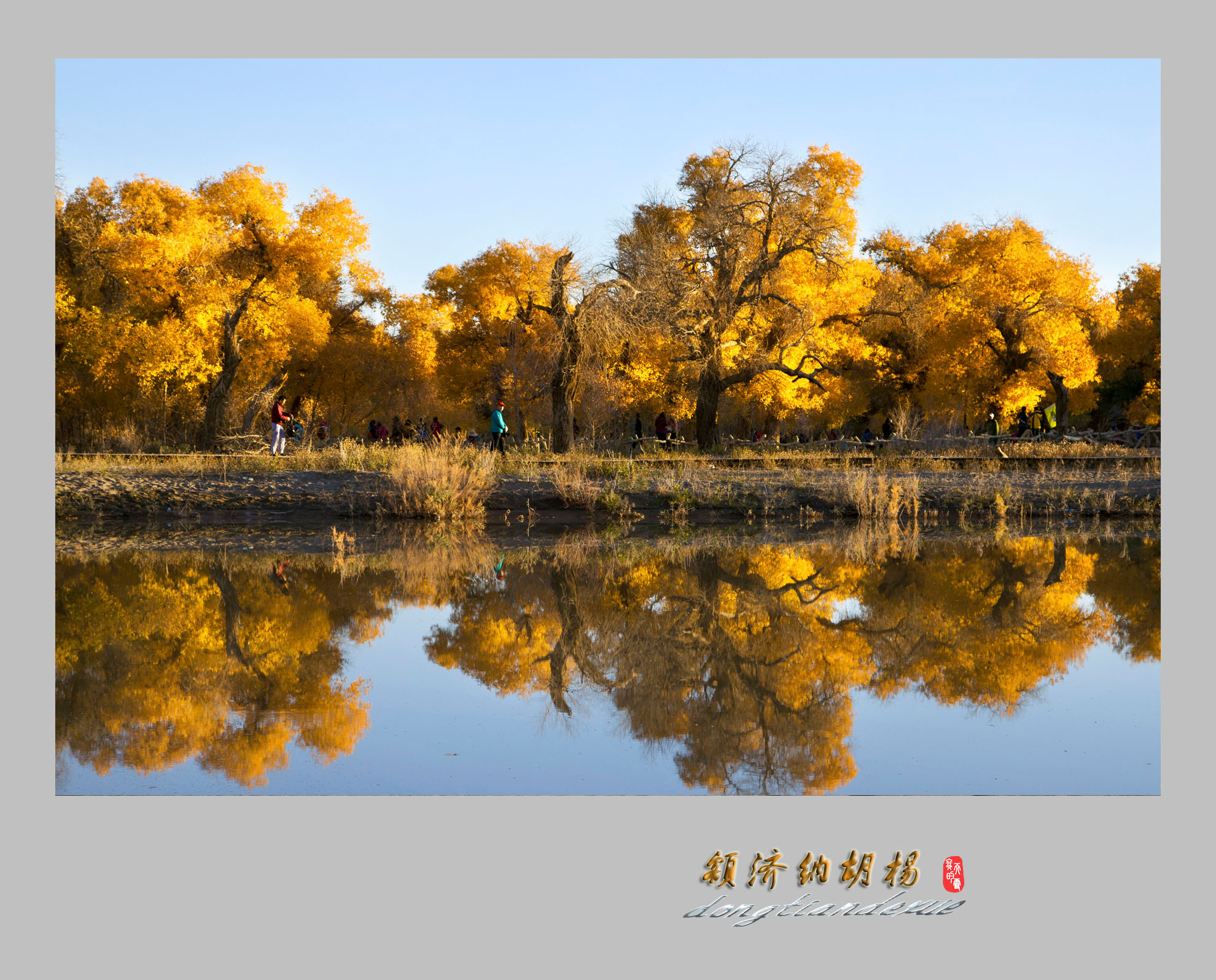 额济纳胡杨林