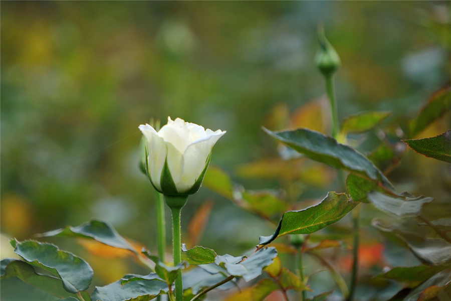 【白月季(蔷薇\/玫瑰)像征父爱,尊敬和崇高。摄