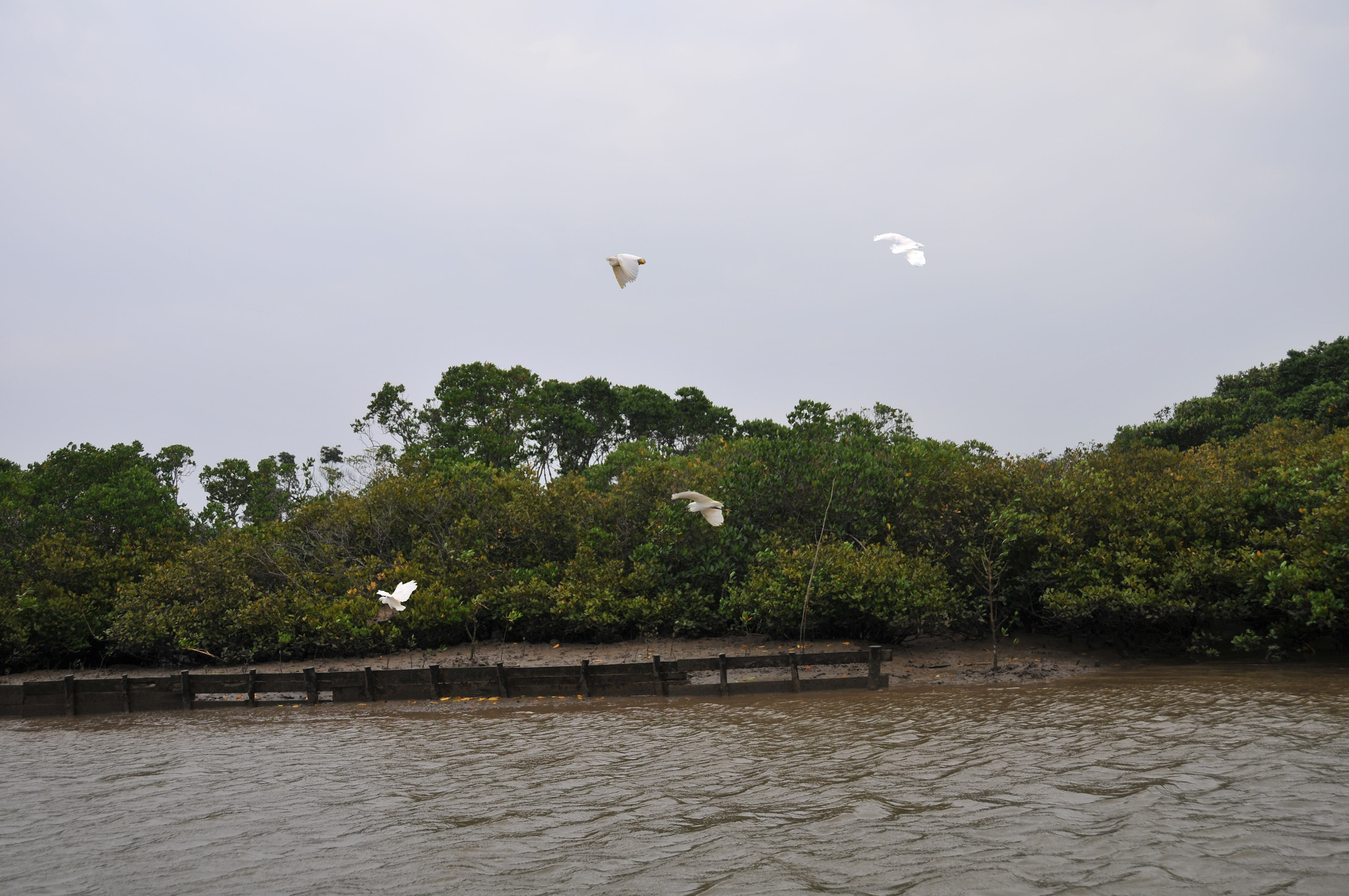 海口红树林