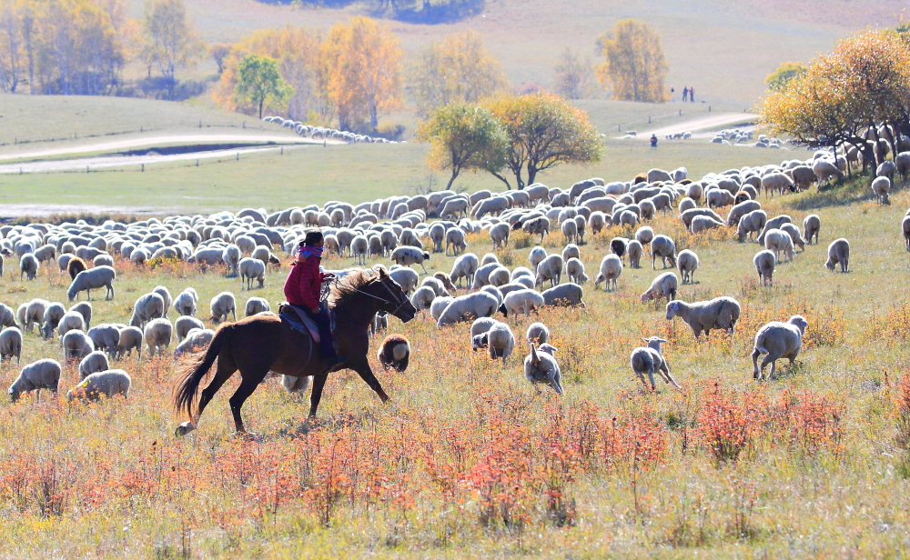 【牧羊姑娘摄影图片】内蒙古草原生活摄影_流淌的光影