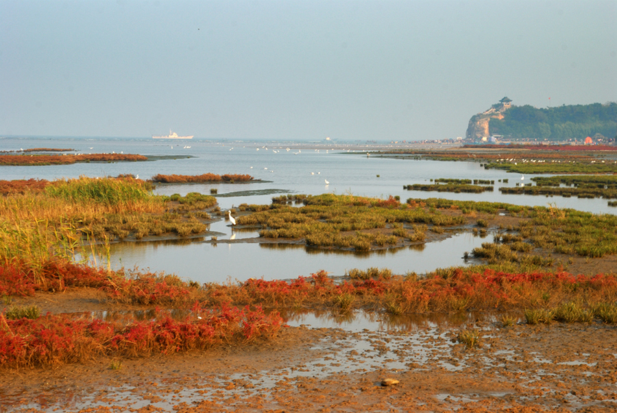 【北戴河湿地白鹭摄影图片】北戴河海滩湿地生