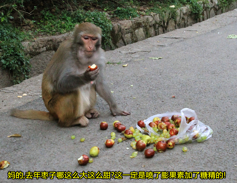 【黔灵山公园的猴子(上)摄影图片】贵阳纪实摄