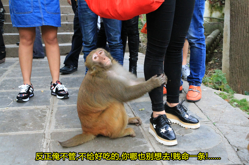 【黔灵山公园的猴子(下)摄影图片】贵阳纪实摄