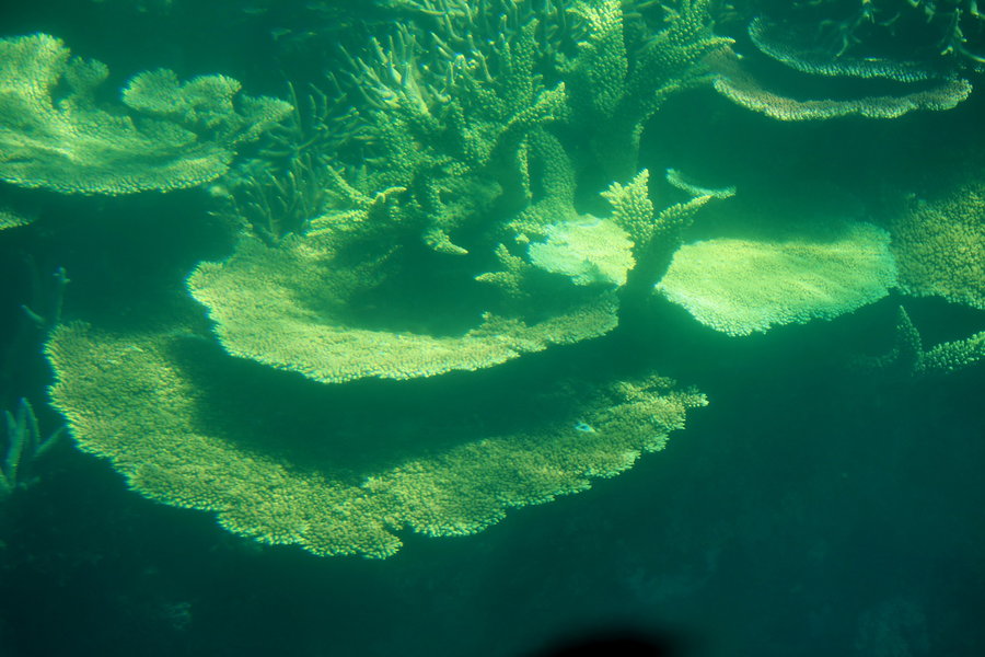 【大堡礁-澳洲自由行摄影图片】澳大利亚凯恩
