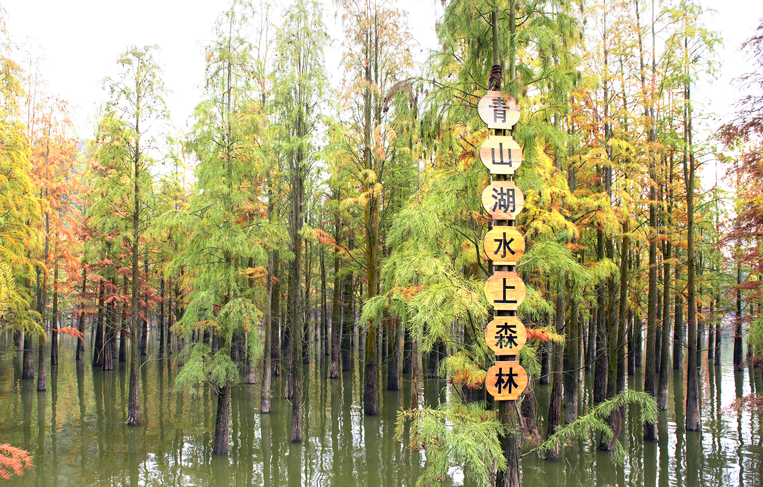 浙西水森林