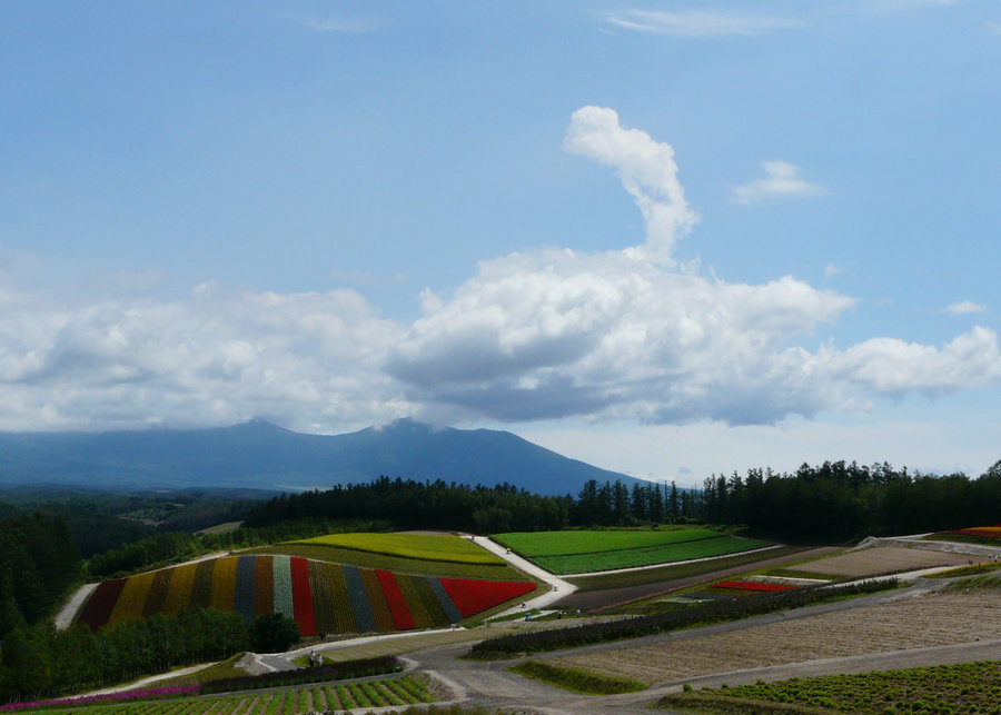 夏日北海道(美瑛(共 35 p)