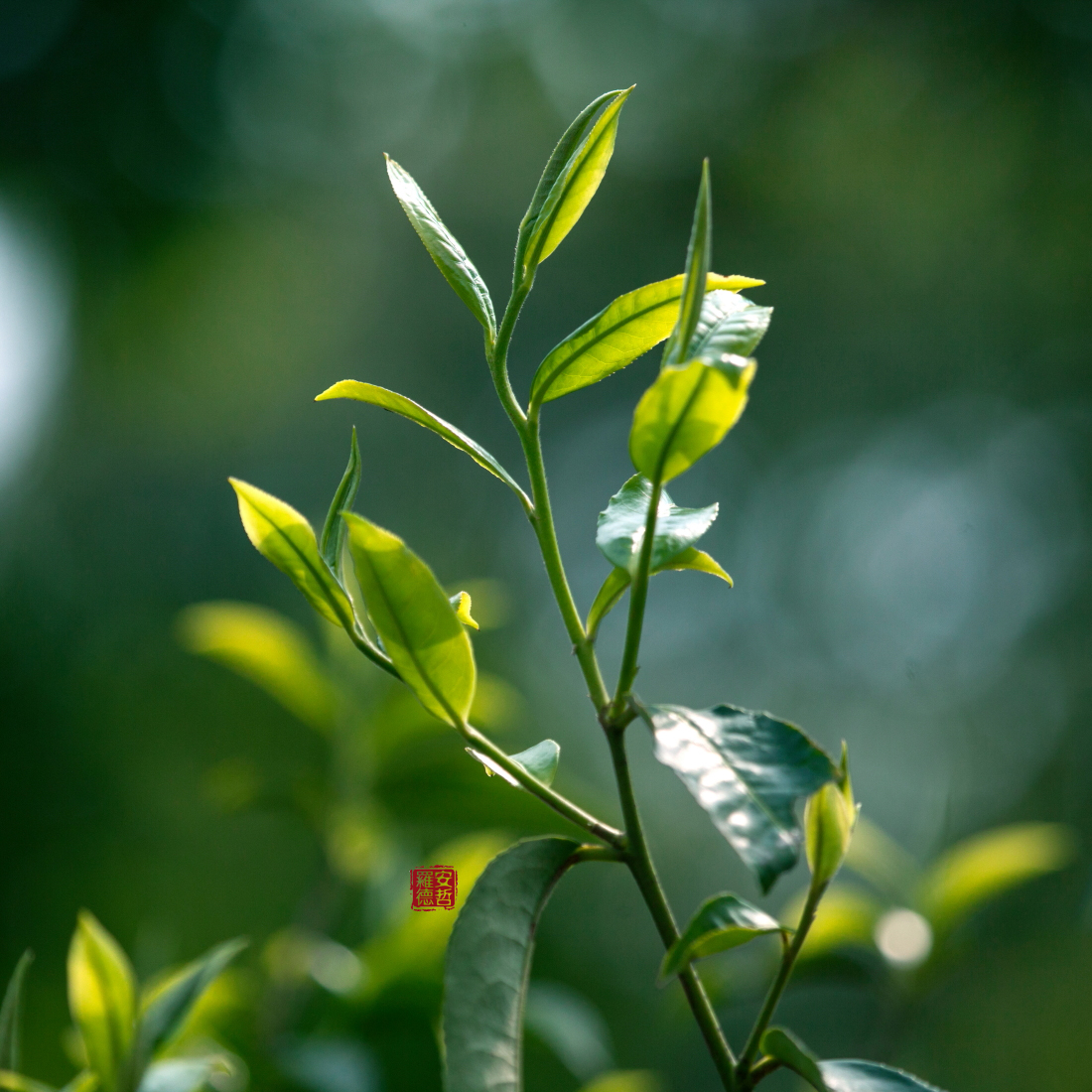 古树茶寻根记