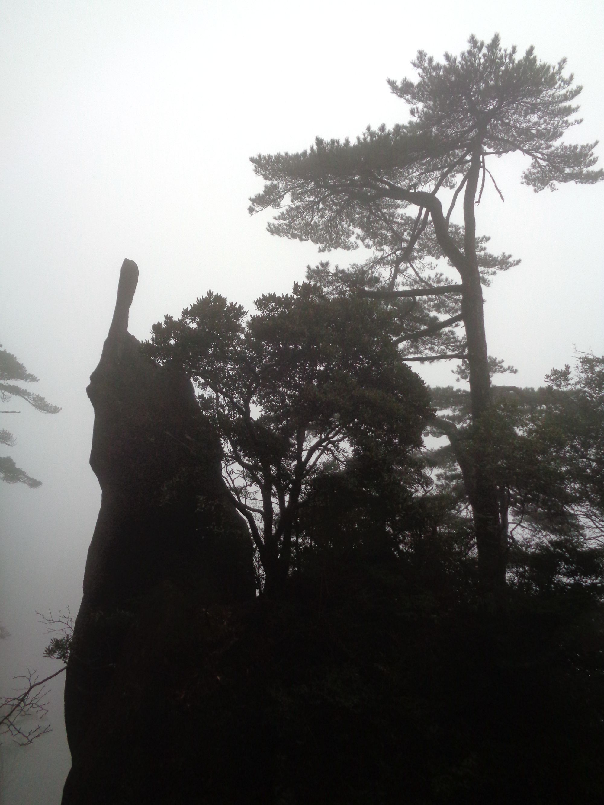 三清山苍松翠柏