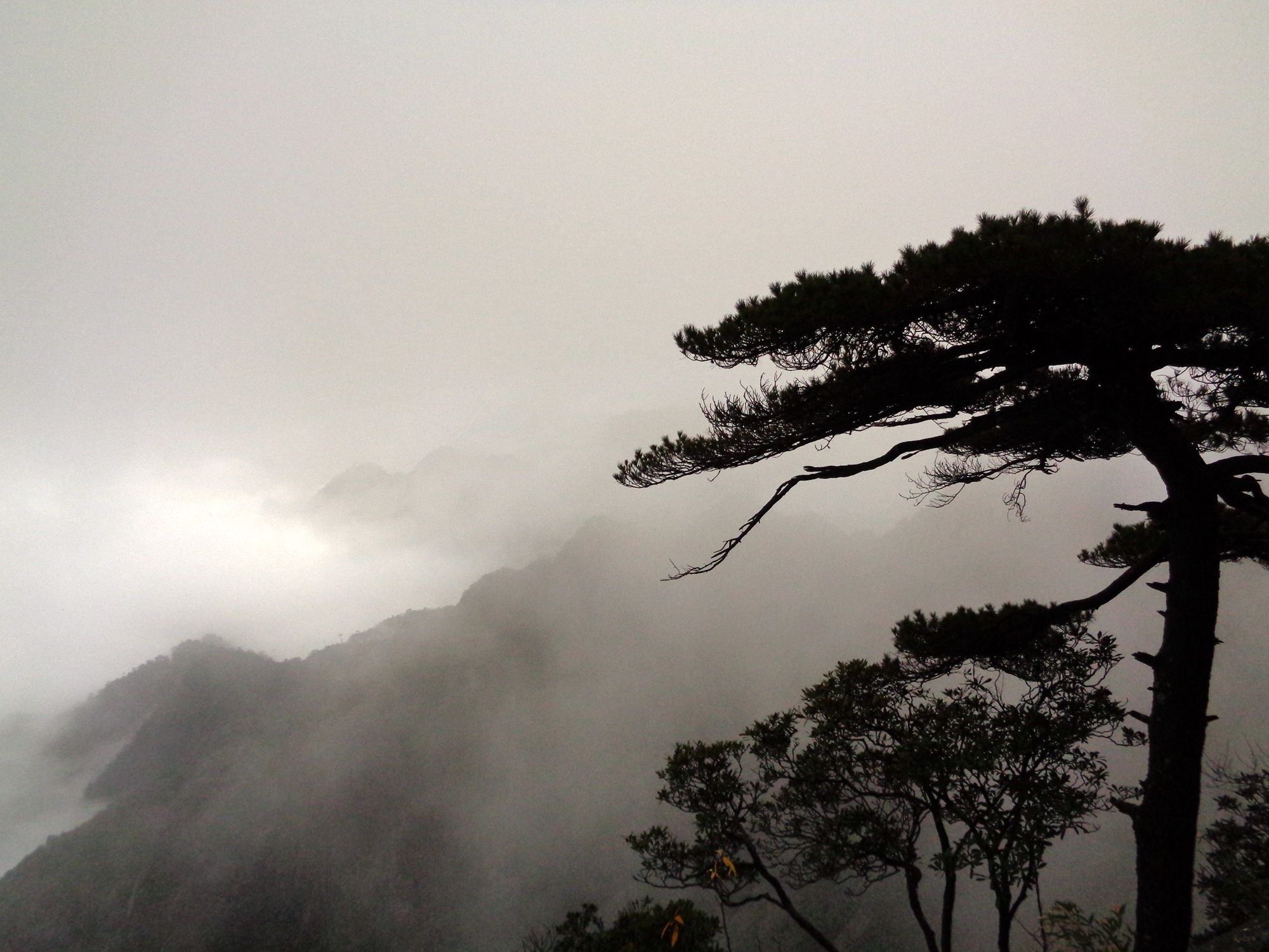 三清山苍松翠柏