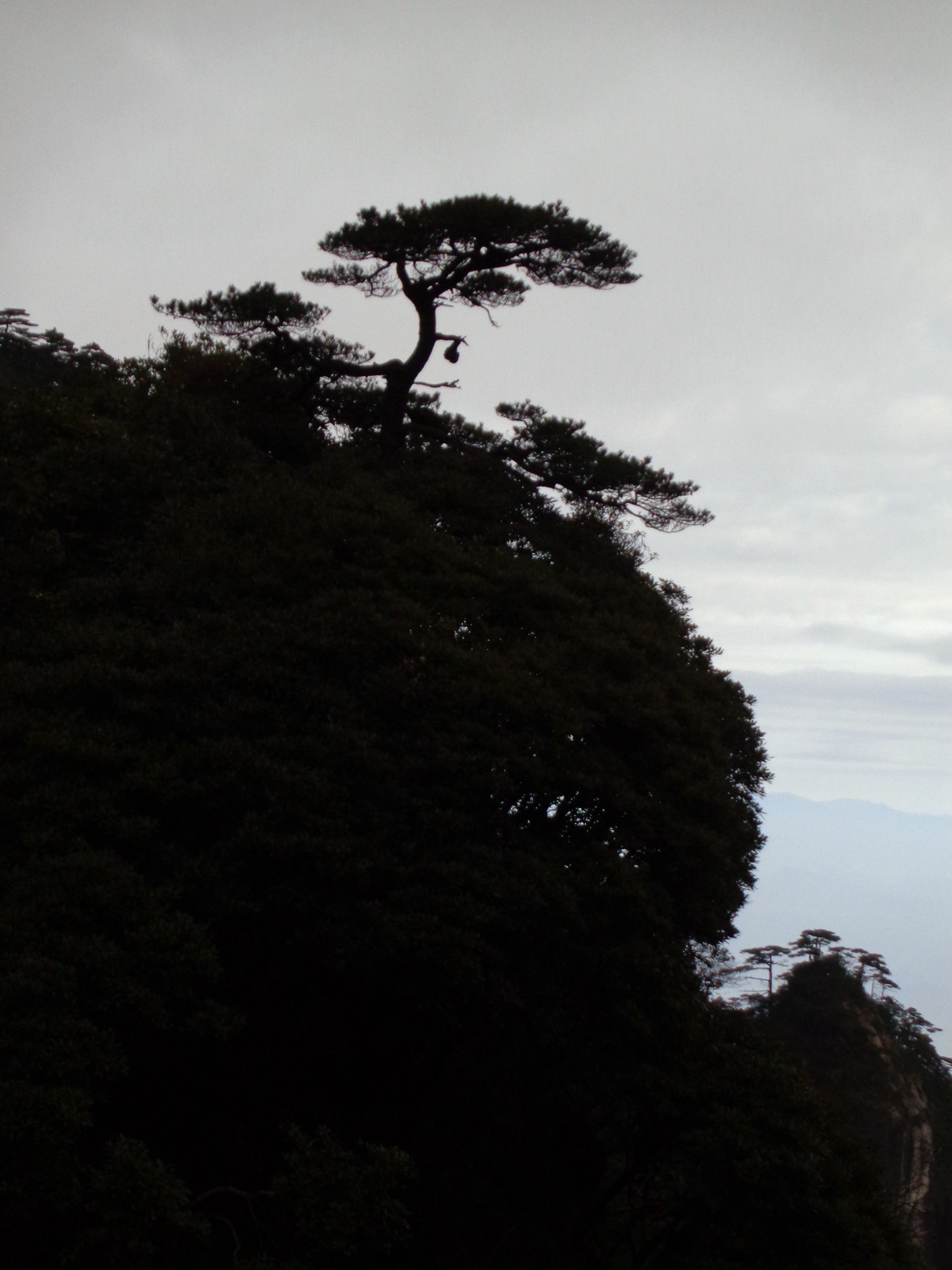 三清山苍松翠柏