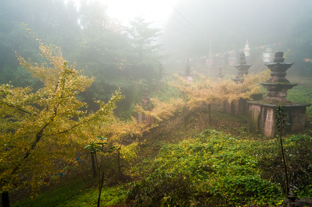 古寺, 老树