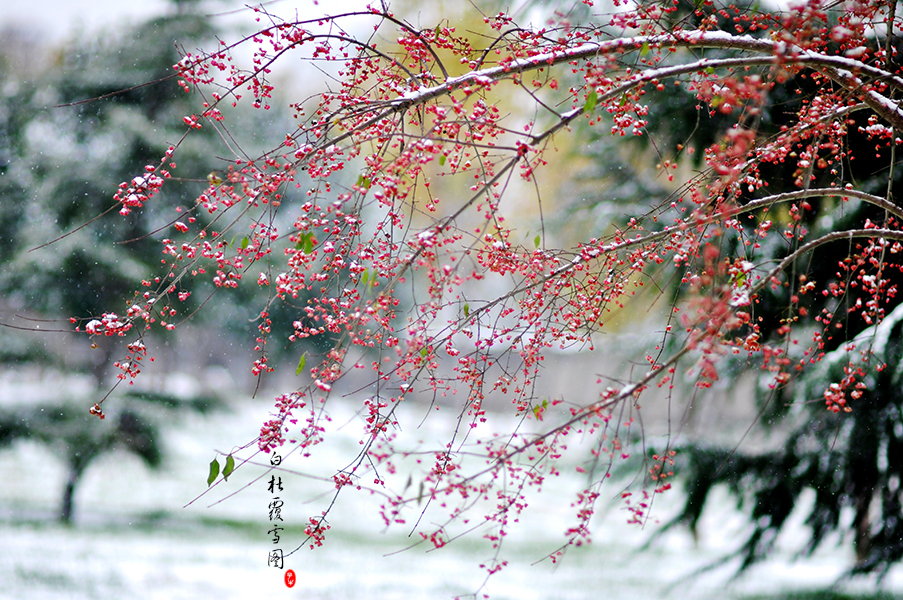 白杜覆雪图