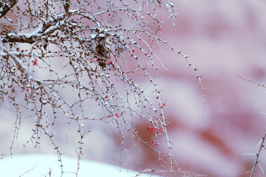 清新的冬雪