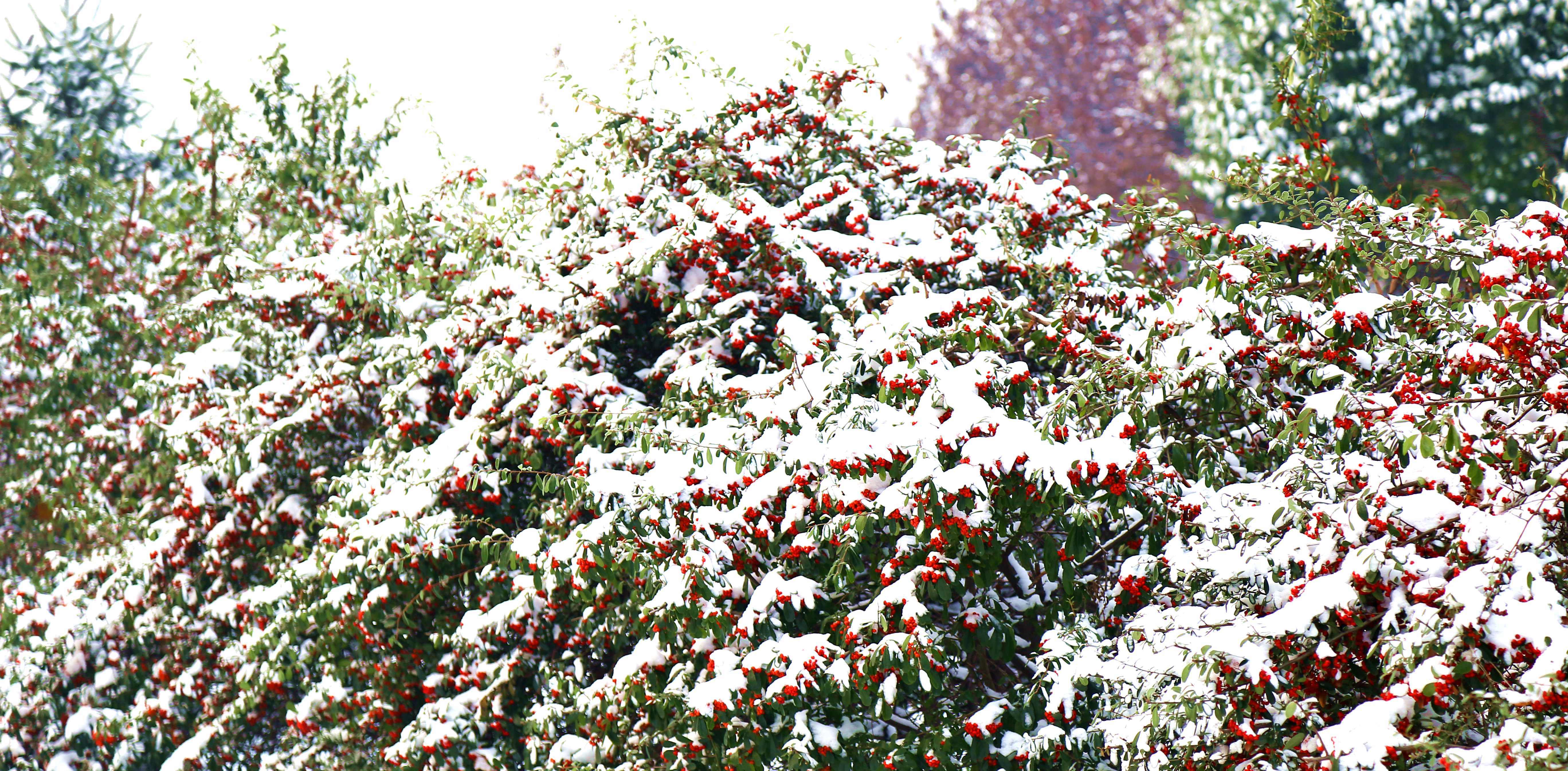 雪里红