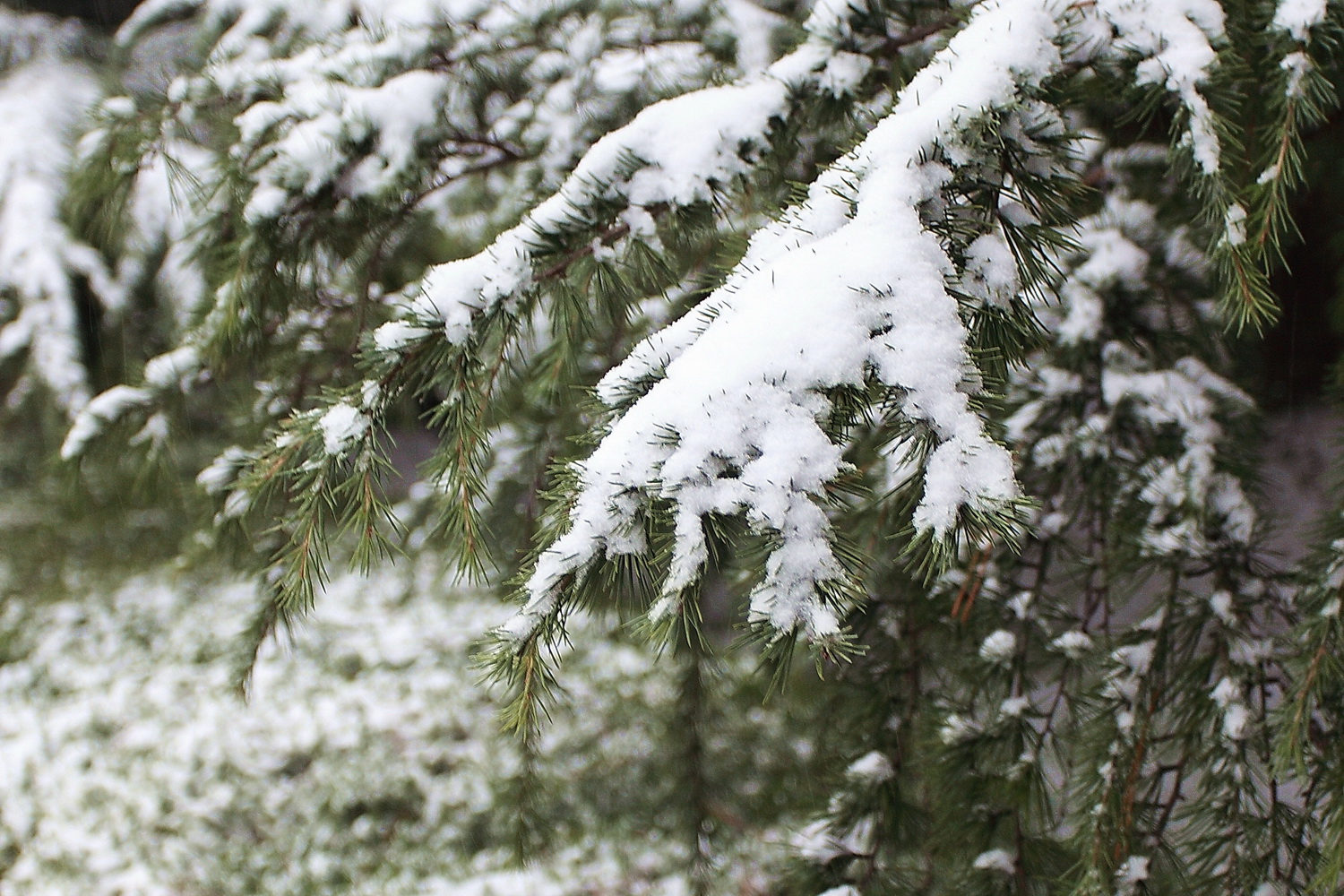 济南今冬第一场雪