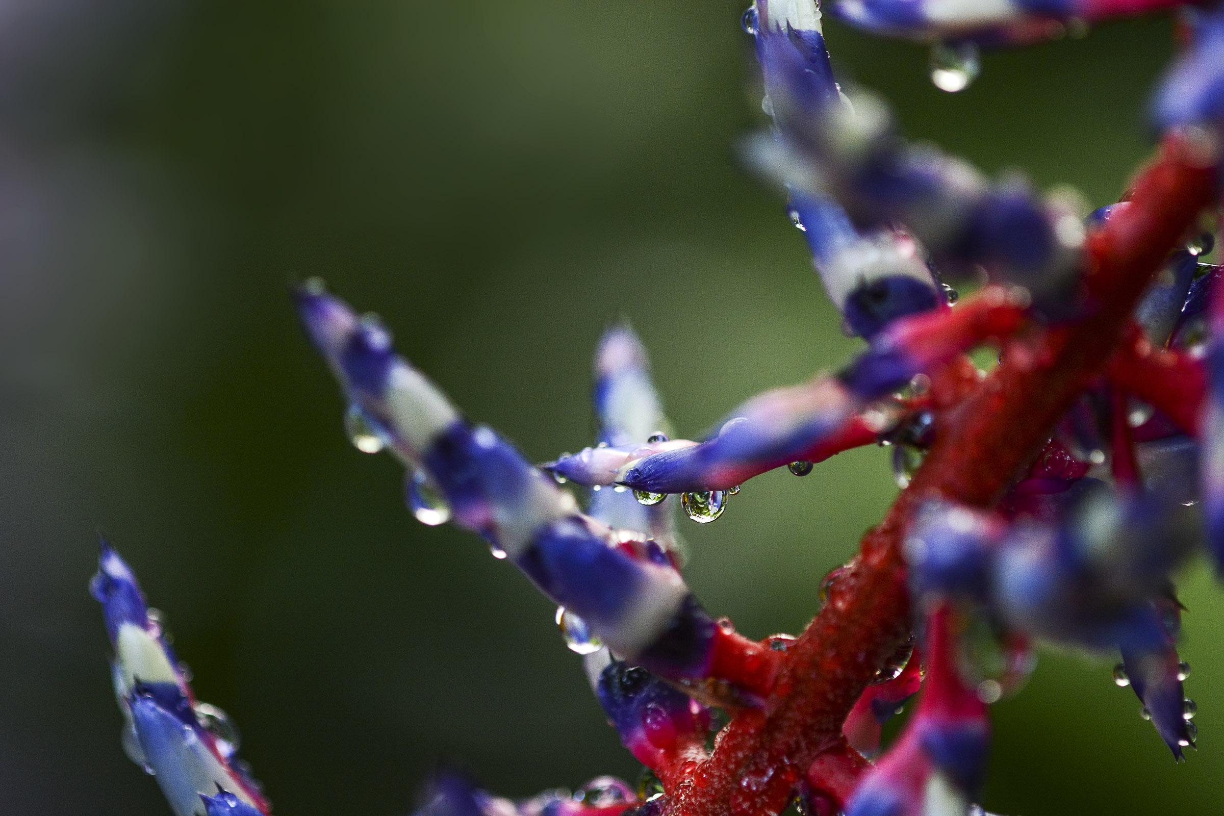 水中花