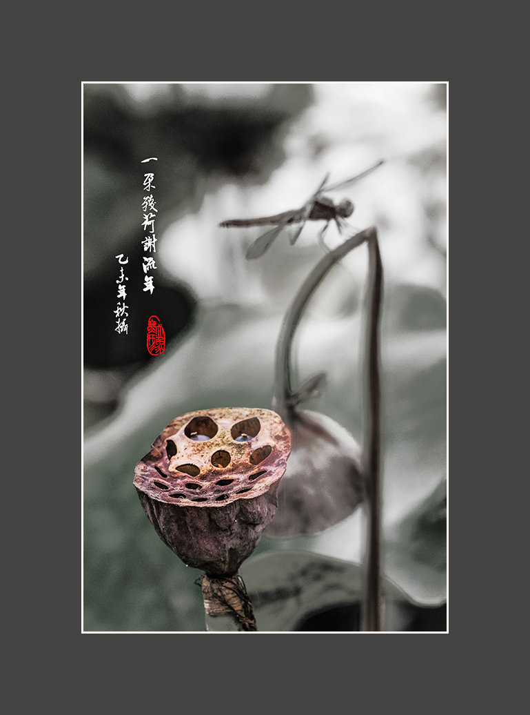 玉壶亭上小徘徊 闲对残荷把一杯 (3/14)