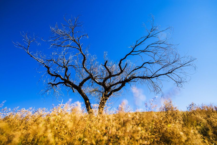 【烈日当空摄影图片】内蒙古乌兰布统草原风光