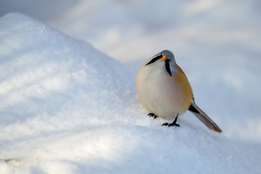 雪地版文须雀