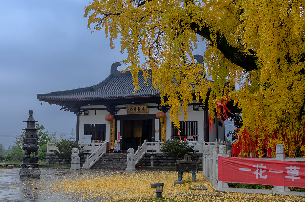 南京(39)1600年古银杏(惠济寺)
