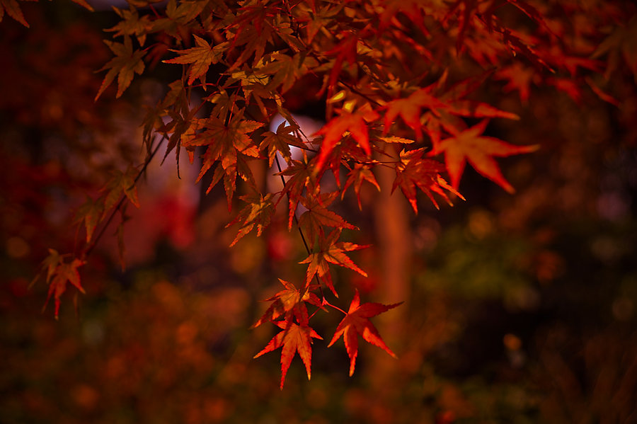 霜叶红于二月花