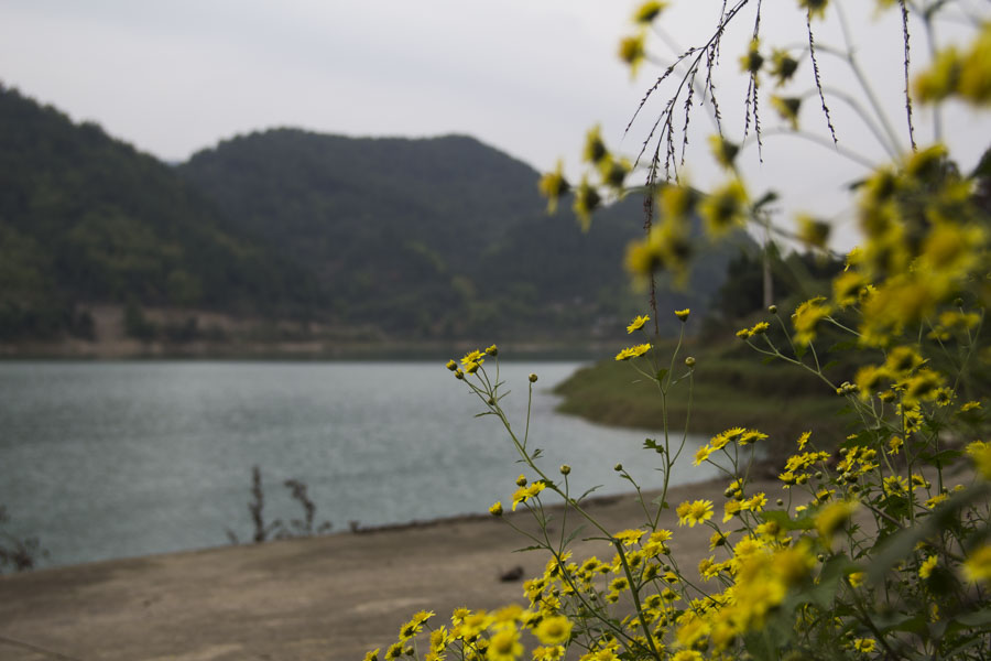 梁平百里竹海