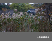 上海植物园之秋