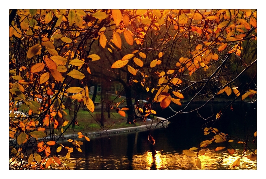 【老榆树的秋天摄影图片】生态摄影