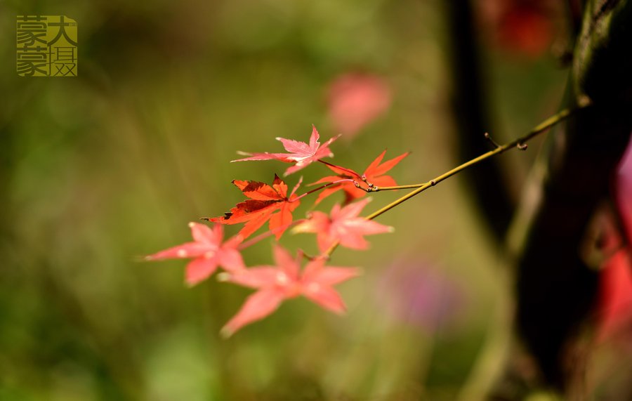 秋尽枫残