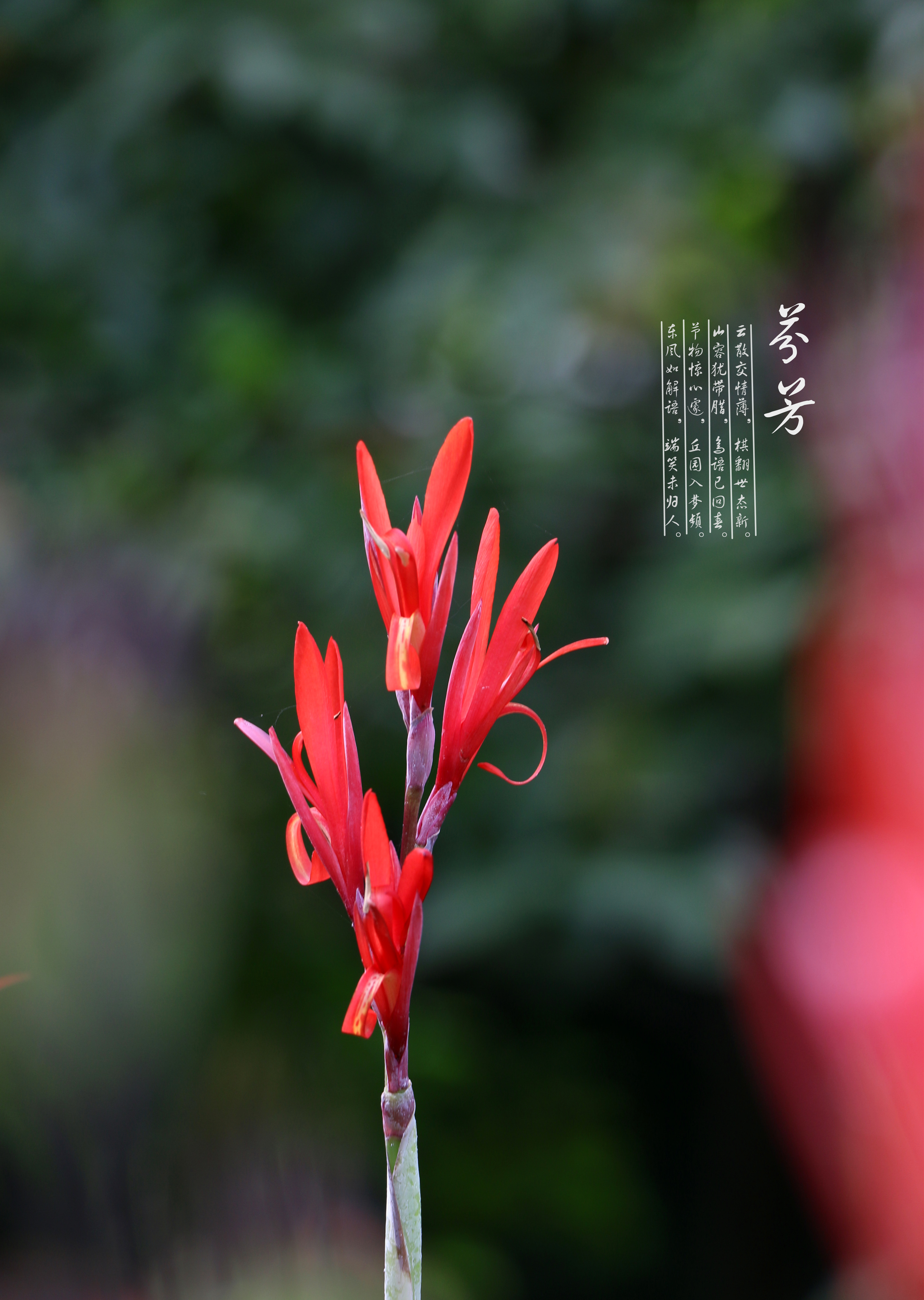 芬芳