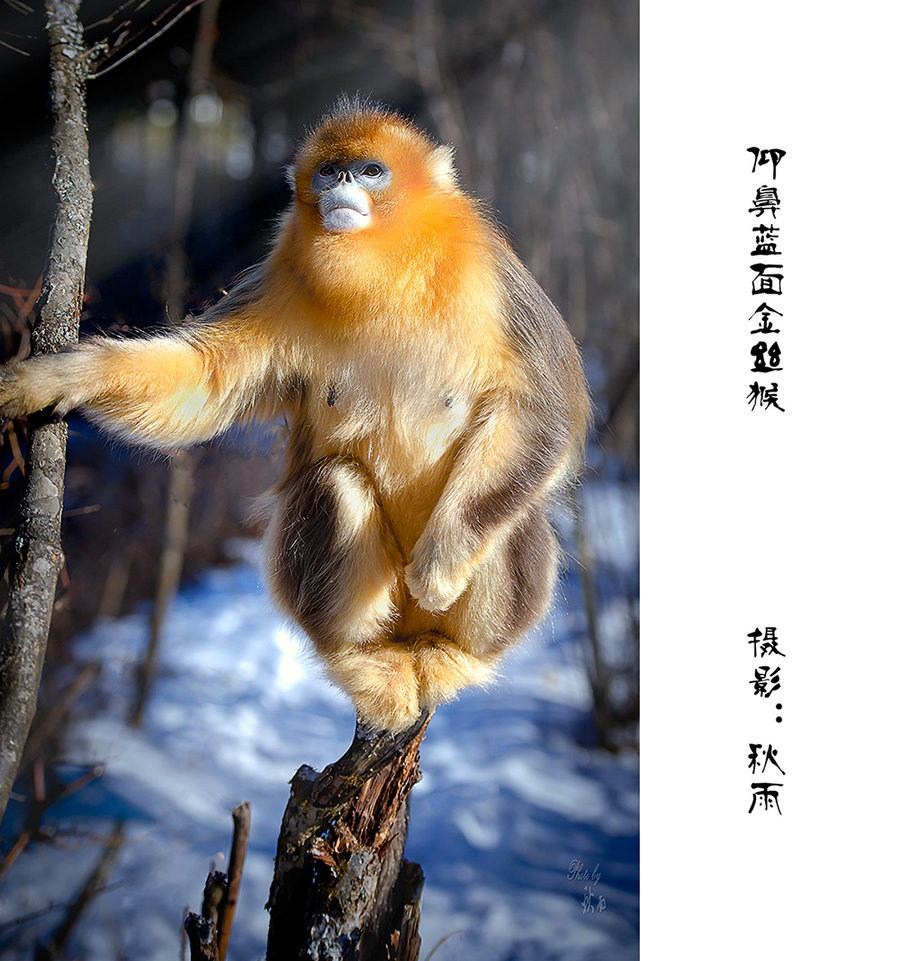 【仰鼻蓝面金丝猴摄影图片】神农架生态摄影