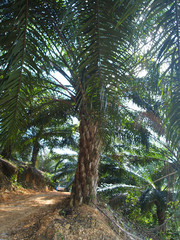 马来西亚棕榈树