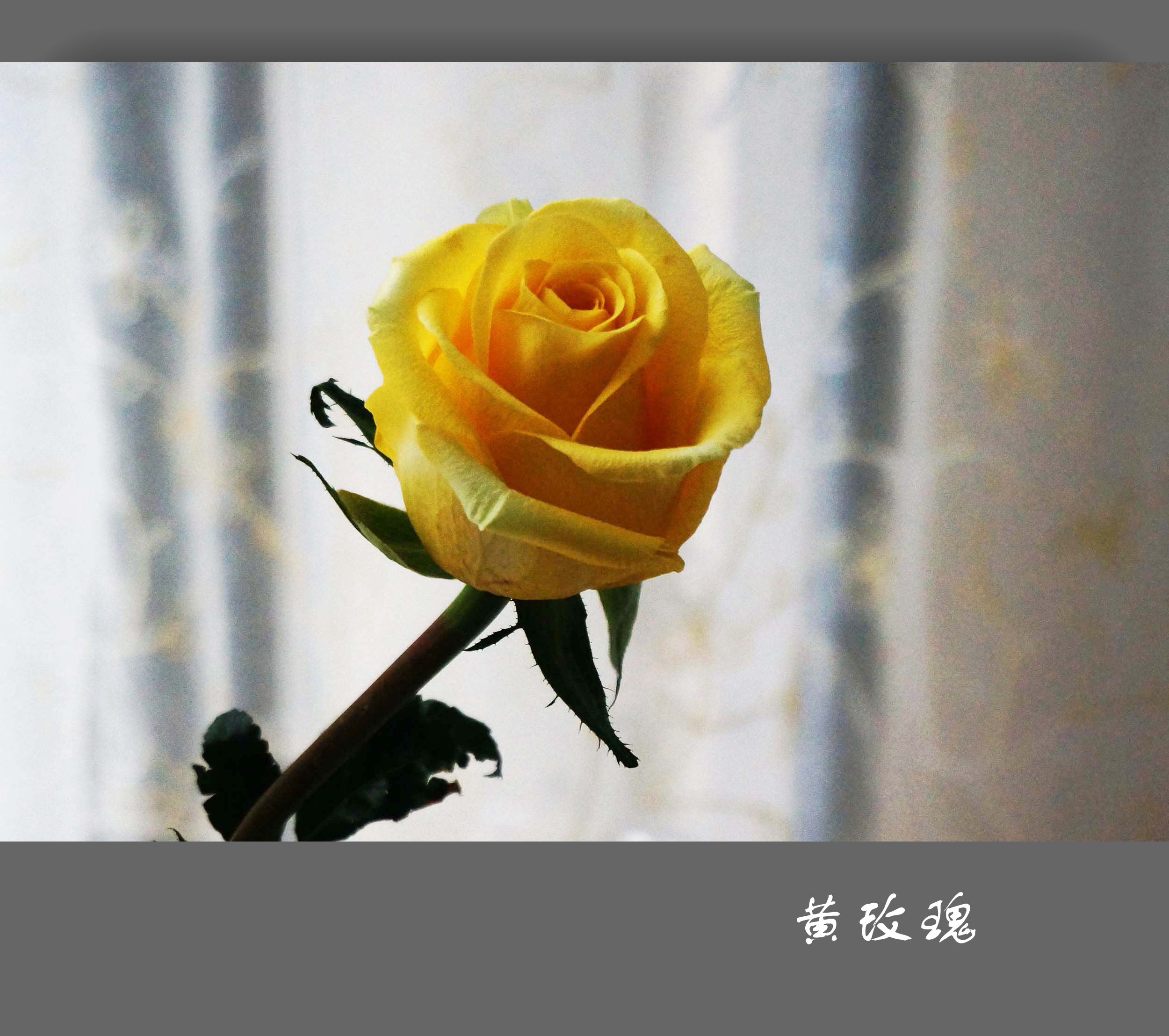 黄玫瑰