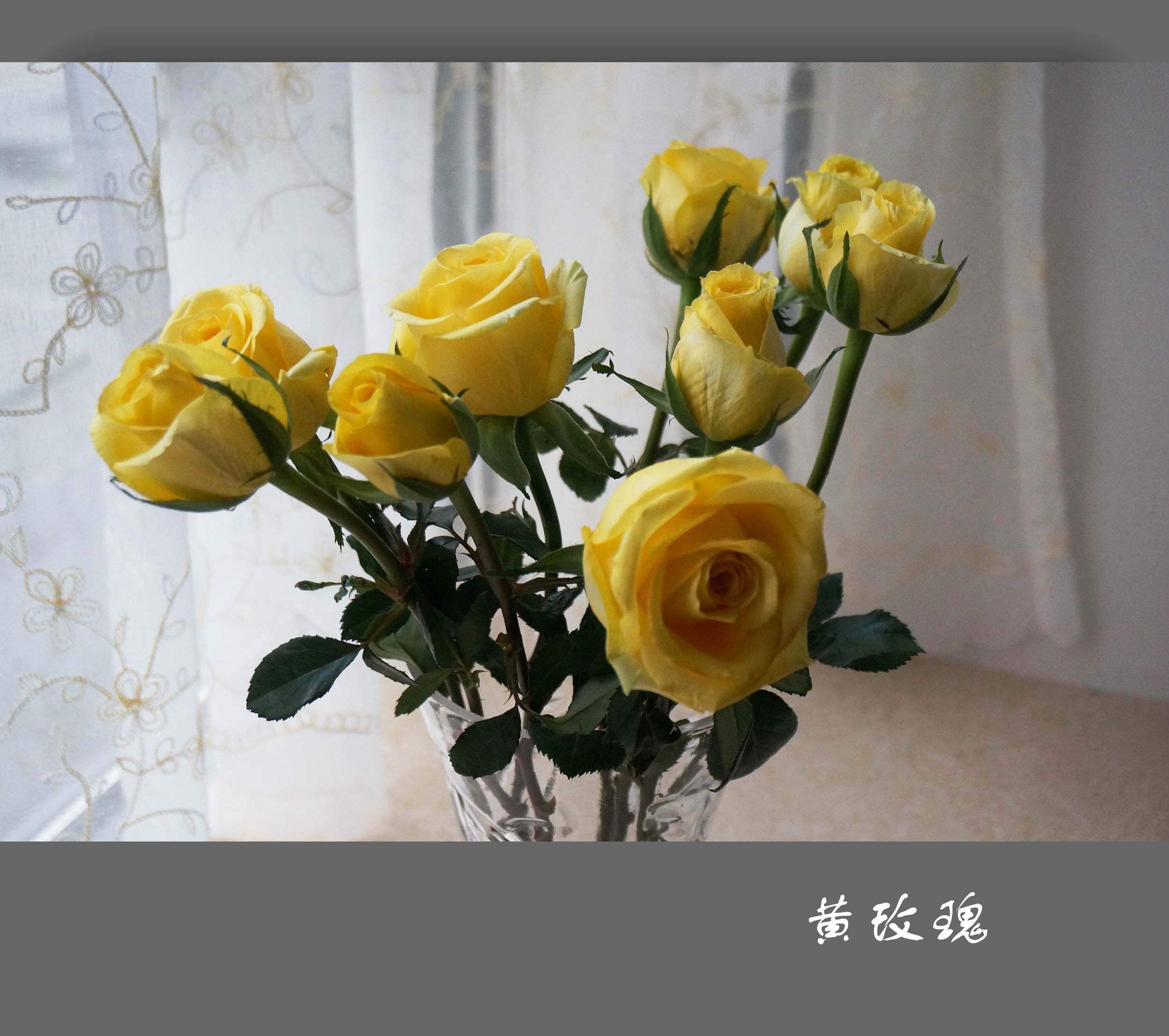 黄玫瑰