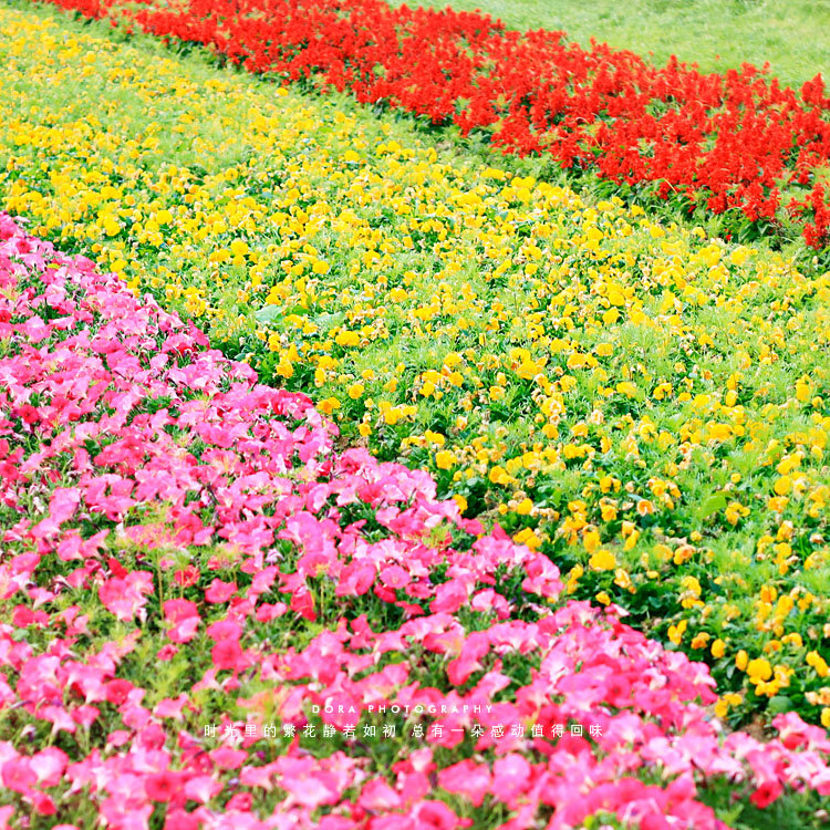 静若繁花