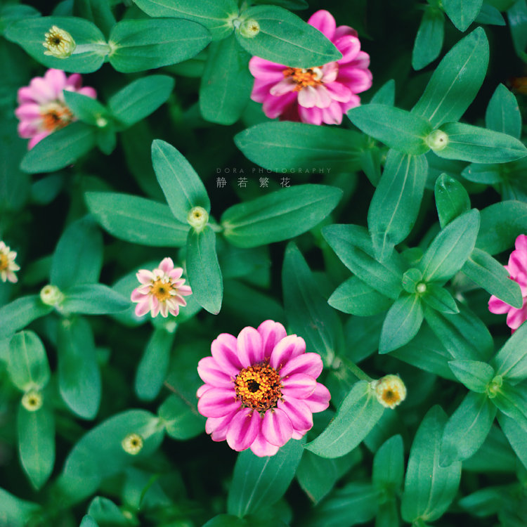 静若繁花