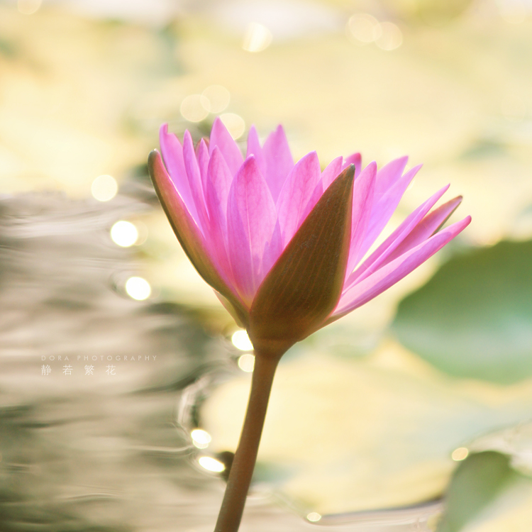 静若繁花