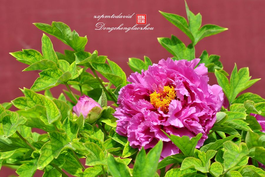 牡丹,芍药