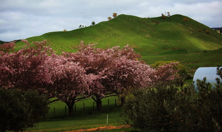 【美丽的牧场--新西兰自由行摄影图片】惠灵顿