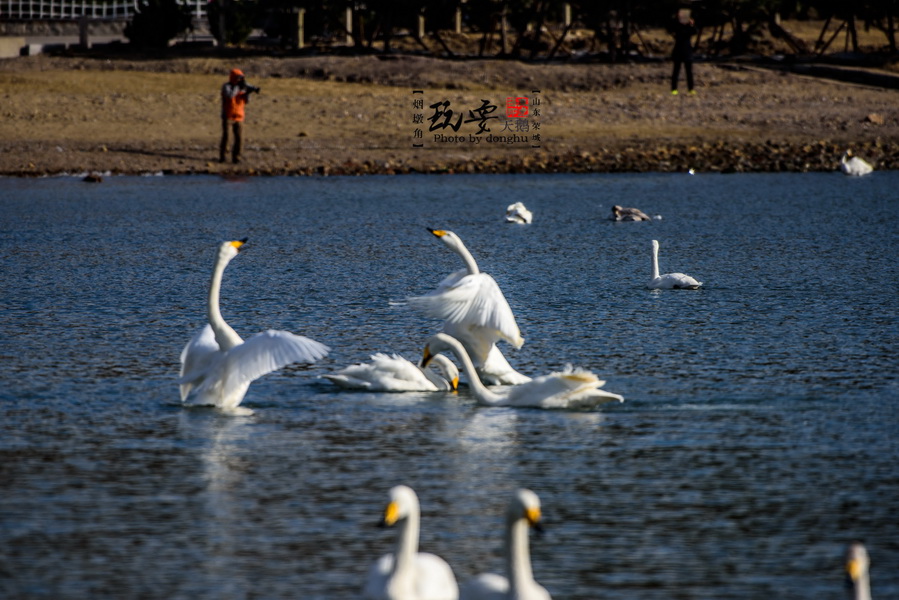 烟墩角拍天鹅——玩耍,嬉戏