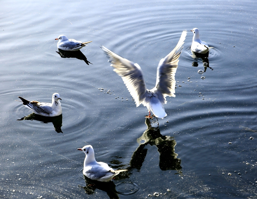 【白色精灵--海鸥(额济纳居延海)摄影图片】风光摄影_太平洋电脑网摄影部落