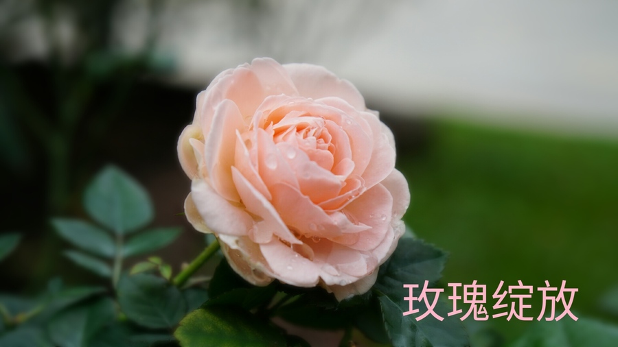 玫瑰绽放